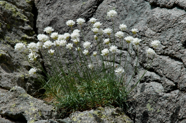 Armeria leucocephala / Spillone dalla testa bianca